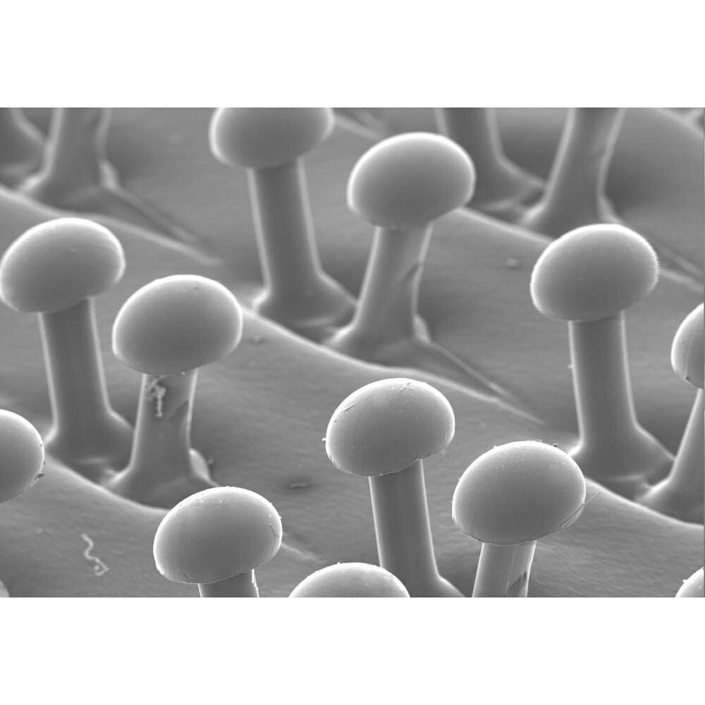 3M 05674 Disc Pad Holder for 4 in Surface Conditioning Discs with 5/8-11 Internal Thread (7000120888) - 2